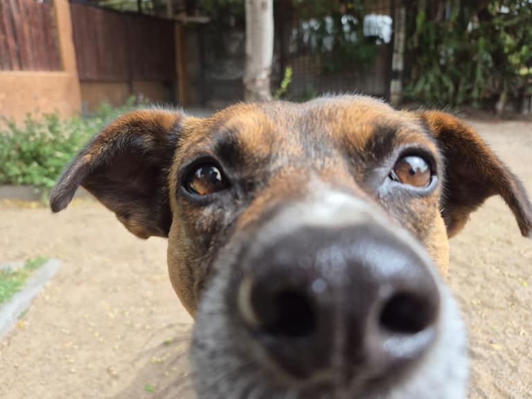 perros de mateo de toro y zambrano
