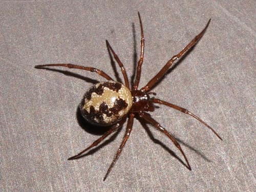 araña falsa viuda negra