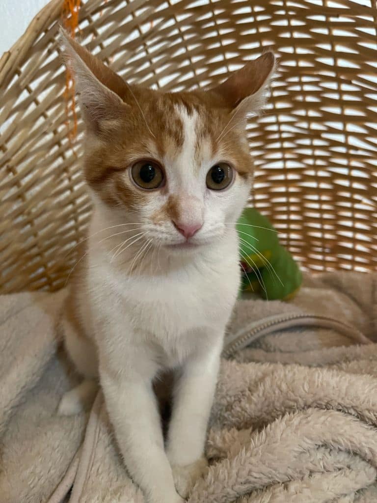 Gata Tomasa
