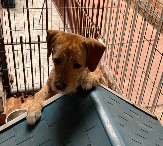 perro busca hogar