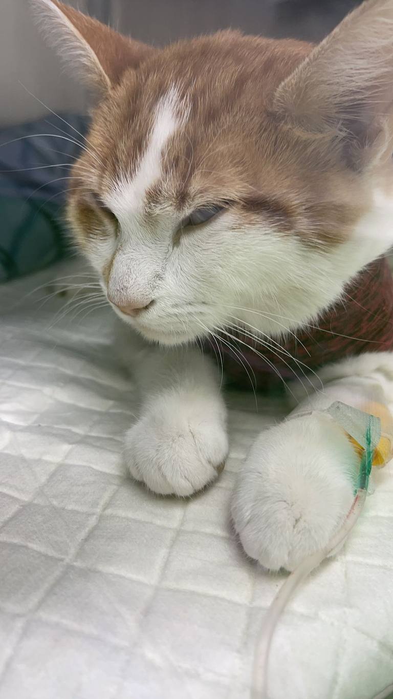 Gata tomasa decaída