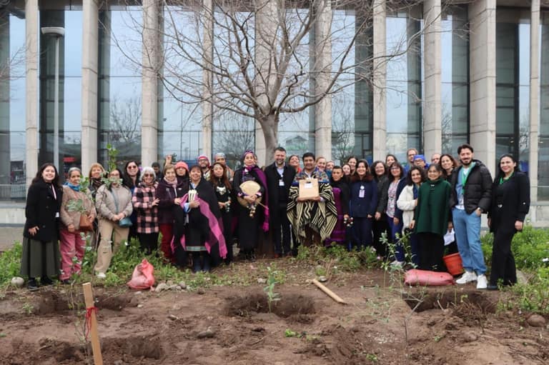 Roban canelos desde el Hospital El Carmen: habían sido plantados hace semanas en ceremonia mapuche