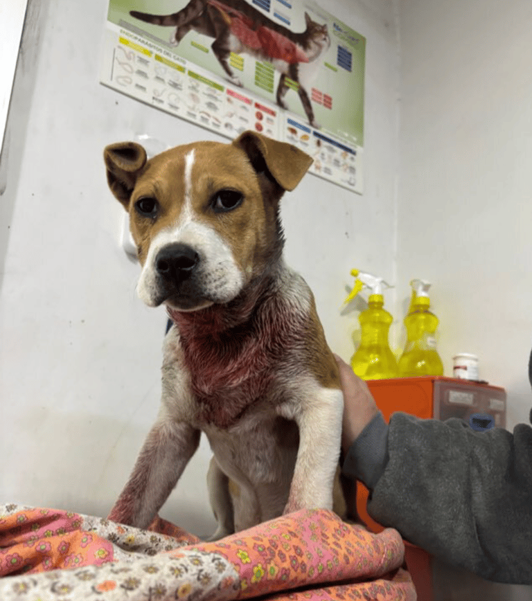 Brutal ataque a cachorra en Maipú moviliza a vecinos y abre campaña para salvarle la vida