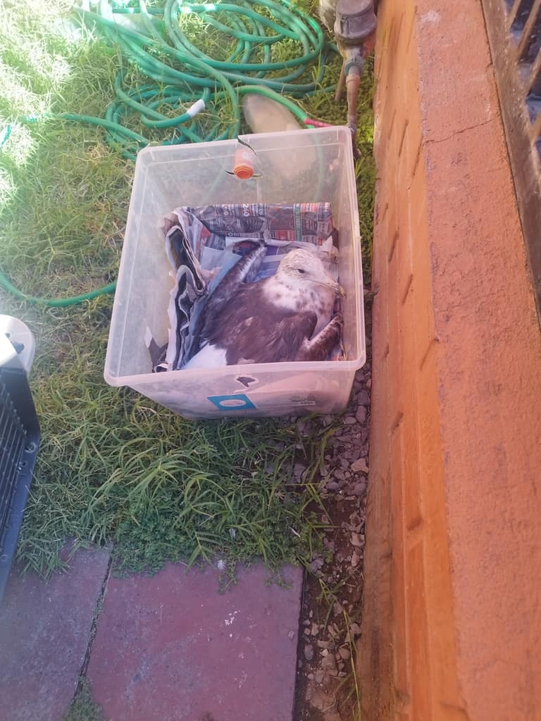 Gaviota dominicana