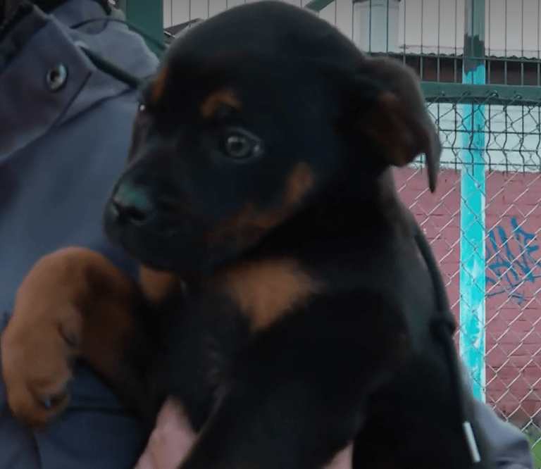Cachorro abandonado en Maipú