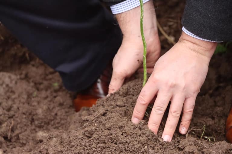 Roban canelos desde el Hospital El Carmen: habían sido plantados hace semanas en ceremonia mapuche