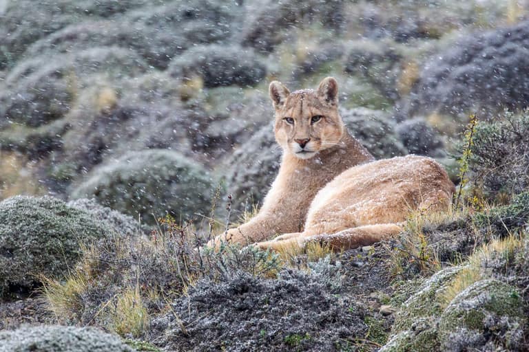 Guía del Mes de los Gatos: los cinco felinos silvestres de Chile, dos de ellos vistos en Maipú