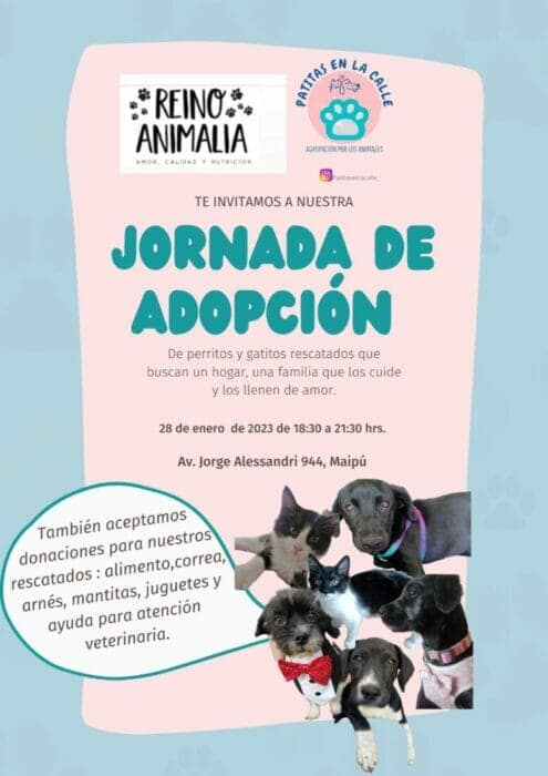 patitas en la calle jornada de adopción