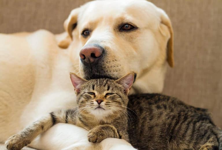 jornada de adopcion perros gatos