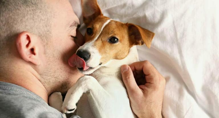 derechos de animales
