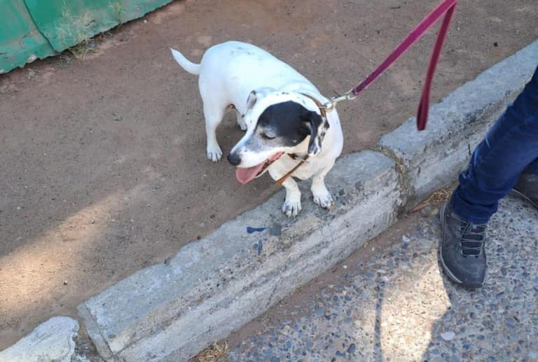 Perro blanco con manchas y correa paseando.