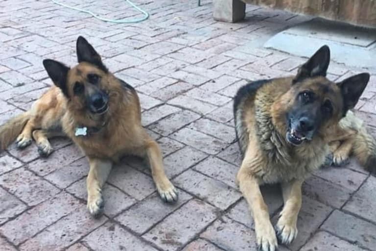 Negrita y Drako, perros Tomás Vodanovic.