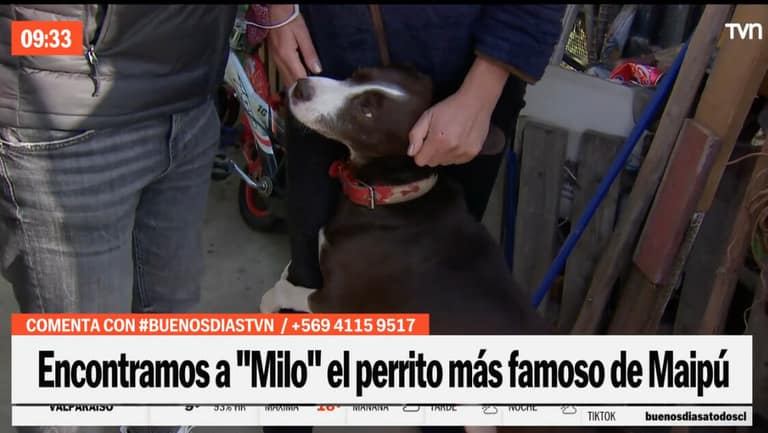 Encuentran al perro perdido en Maipú durante las elecciones de este domingo