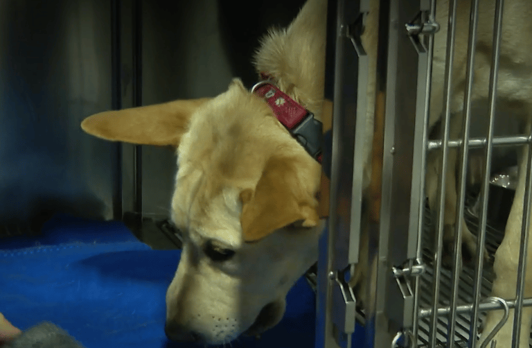 Mujer abandonó a su perro