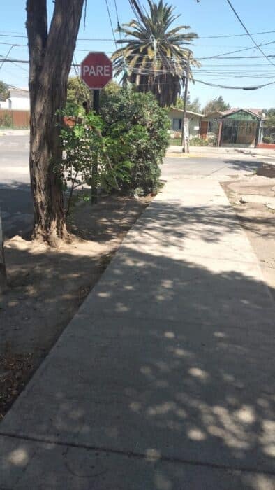 Arbusto ocupado para asaltar a transeúntes.