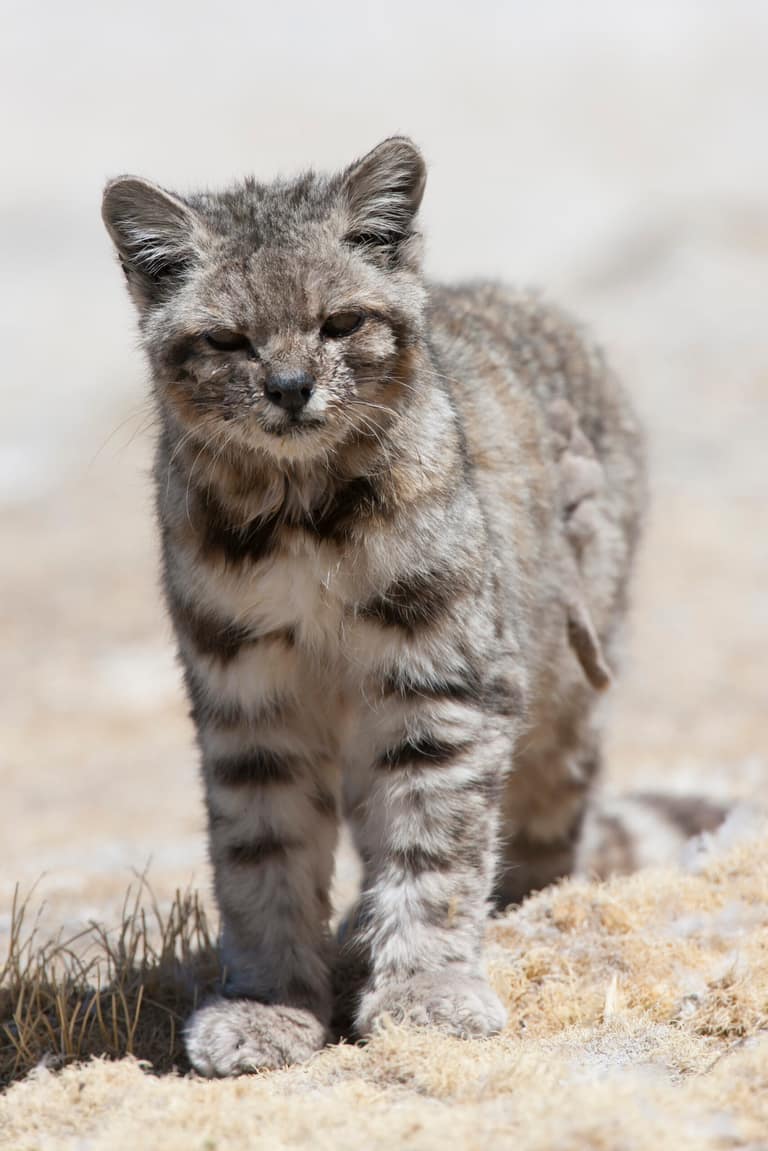 Guía del Mes de los Gatos: los cinco felinos silvestres de Chile, dos de ellos vistos en Maipú