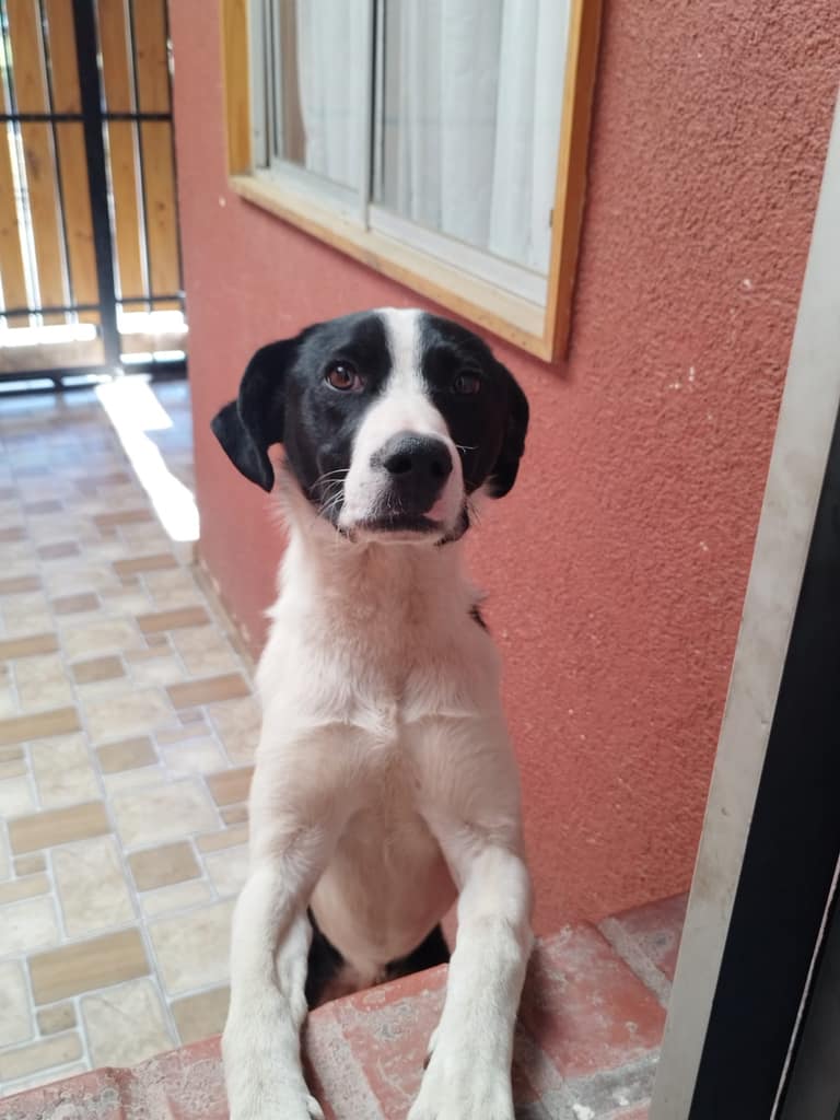 terry busca hogar en maipu