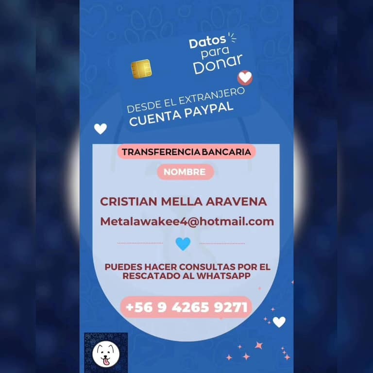 aportes perrito atropellado en maipu