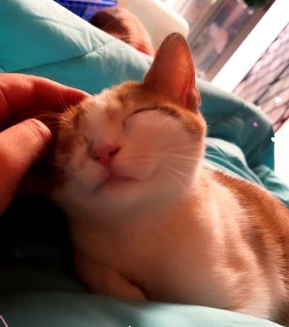 gata regalona