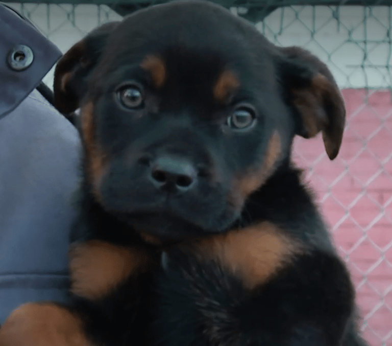 Cachorro abandonado en Maipú