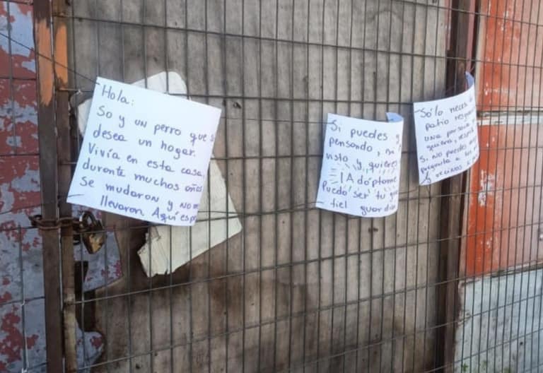 perro abandonado en maipu