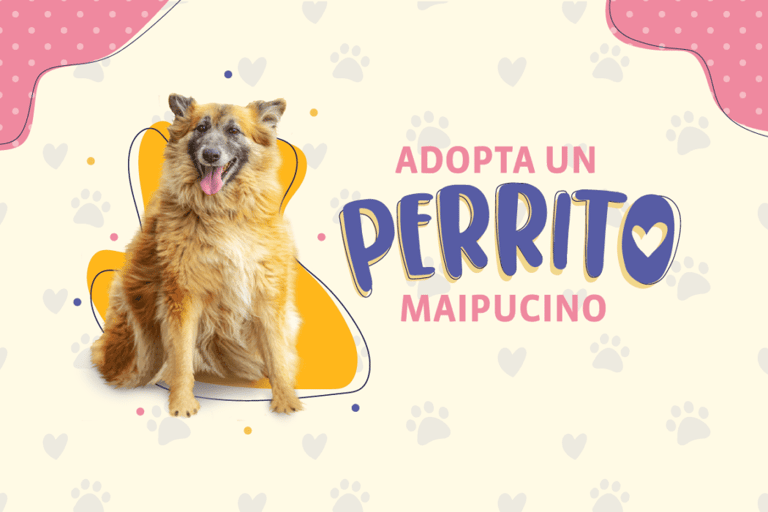 adopción perrito maipucino