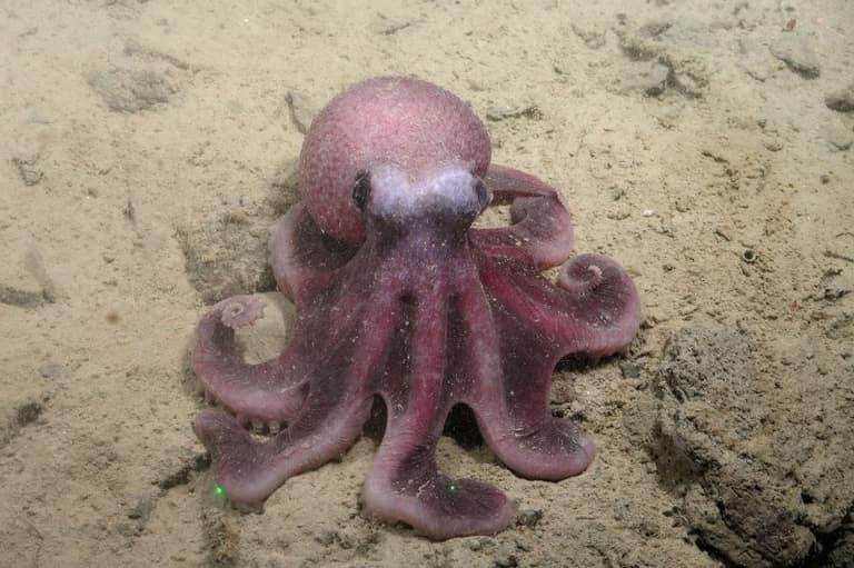 Pulpo - Foto por Javier Sellanes