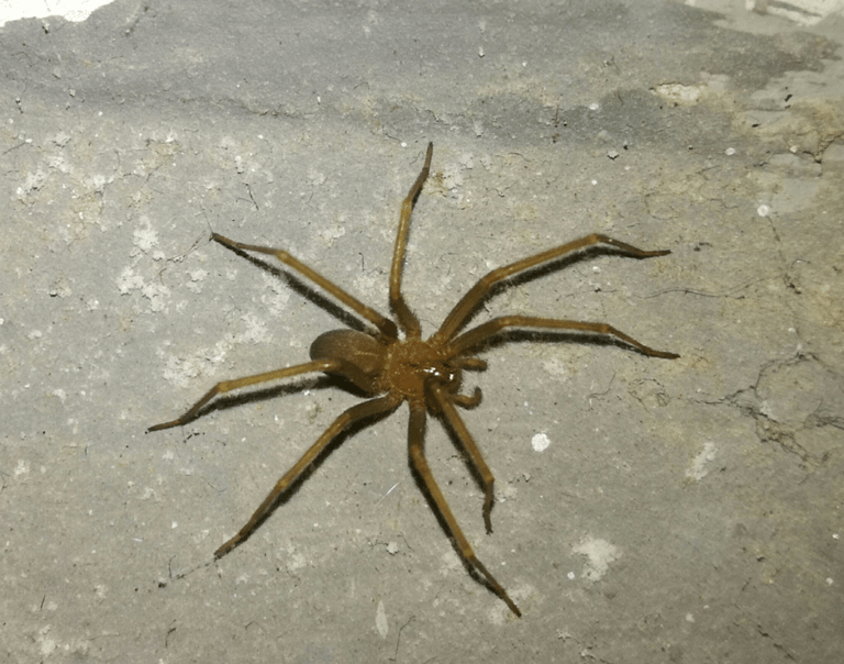 araña de rincon