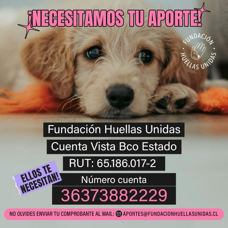 Perro herido en Camino a Melipilla fue rescatado: necesita urgente hogar temporal