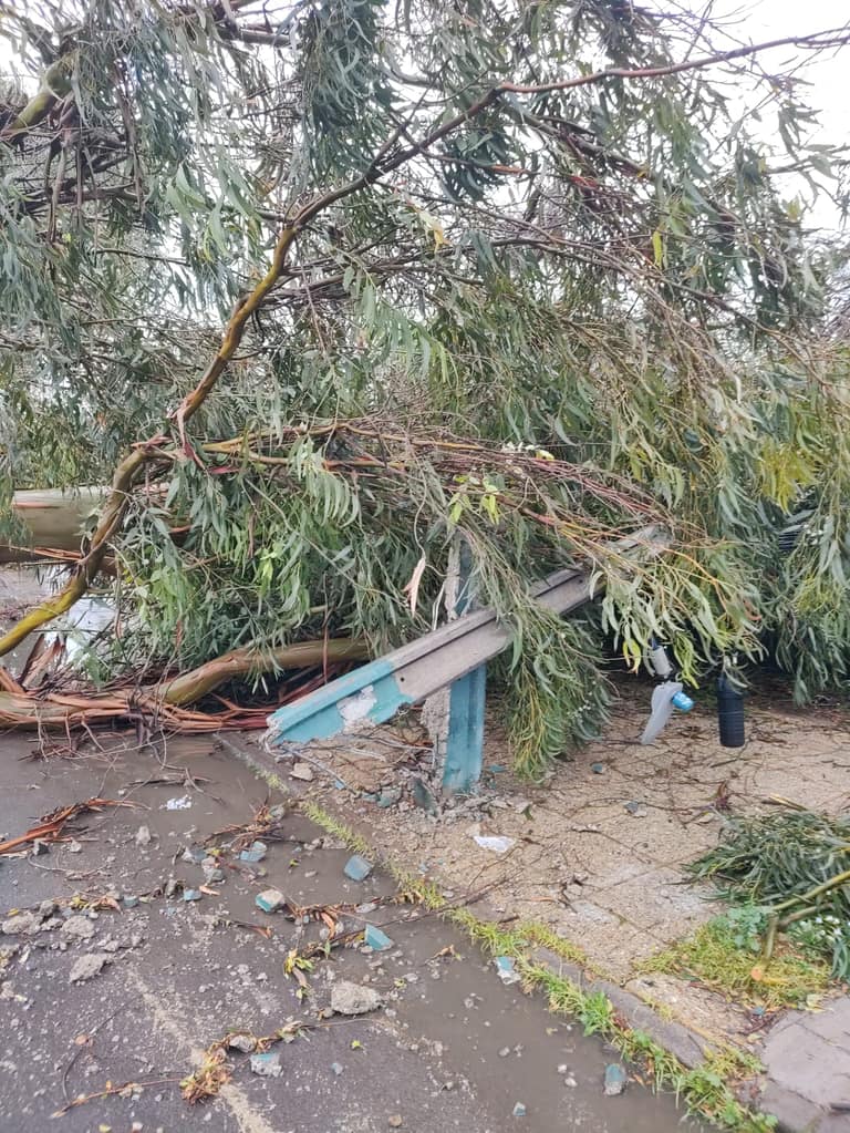 arbol caido adulta mayor