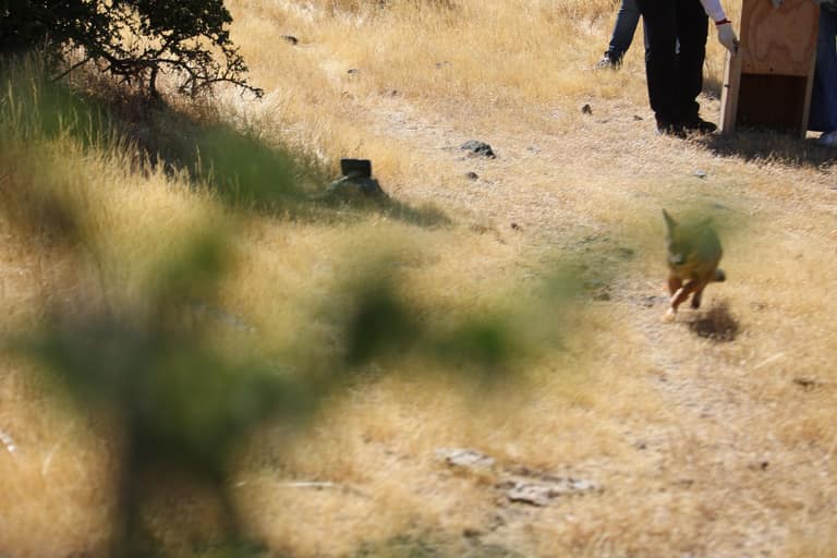 liberan a zorro culpeo rescatado en Maipú