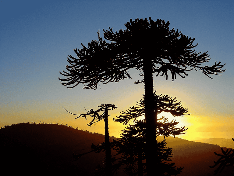 Bosques de araucaria en Chile enfrentan riesgo crítico: proyectan pérdida total de condiciones ambientales en Nahuelbuta hacia 2060