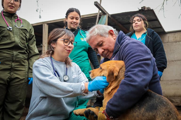 Concejo Municipal de Maipú aprueba ordenanza que sube multas por maltrato animal y apunta a las carreras de galgos