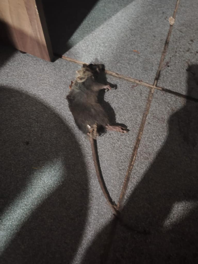 Ratas en Villa El Arrayán