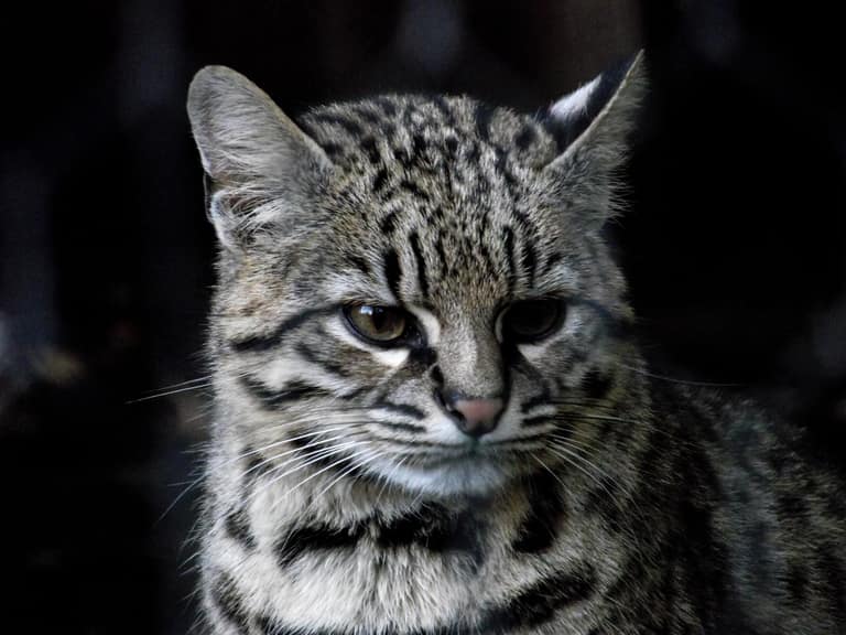 Guía del Mes de los Gatos: los cinco felinos silvestres de Chile, dos de ellos vistos en Maipú