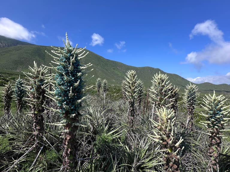 Denuncian corte y venta ilegal de chaguales en flor en plena Plaza de Maipú