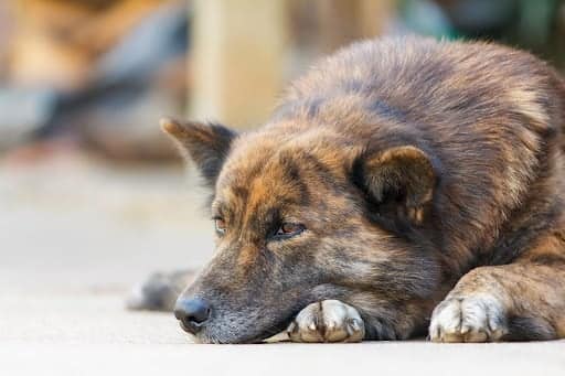 faenamiento de perro maipu