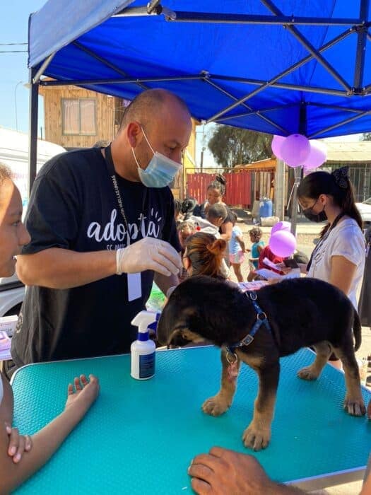 [FOTOS] Fundación animalista realizó operativo de bienestar animal en Maipú