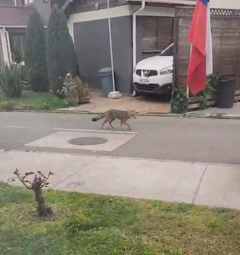 zorro en maipu
