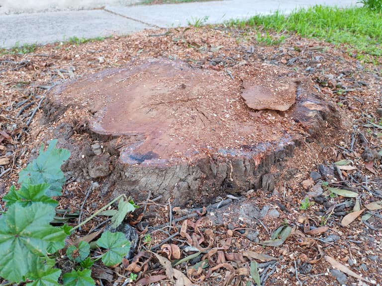 tala de árboles en Maipú