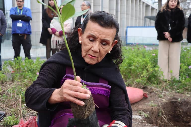 Roban canelos desde el Hospital El Carmen: habían sido plantados hace semanas en ceremonia mapuche