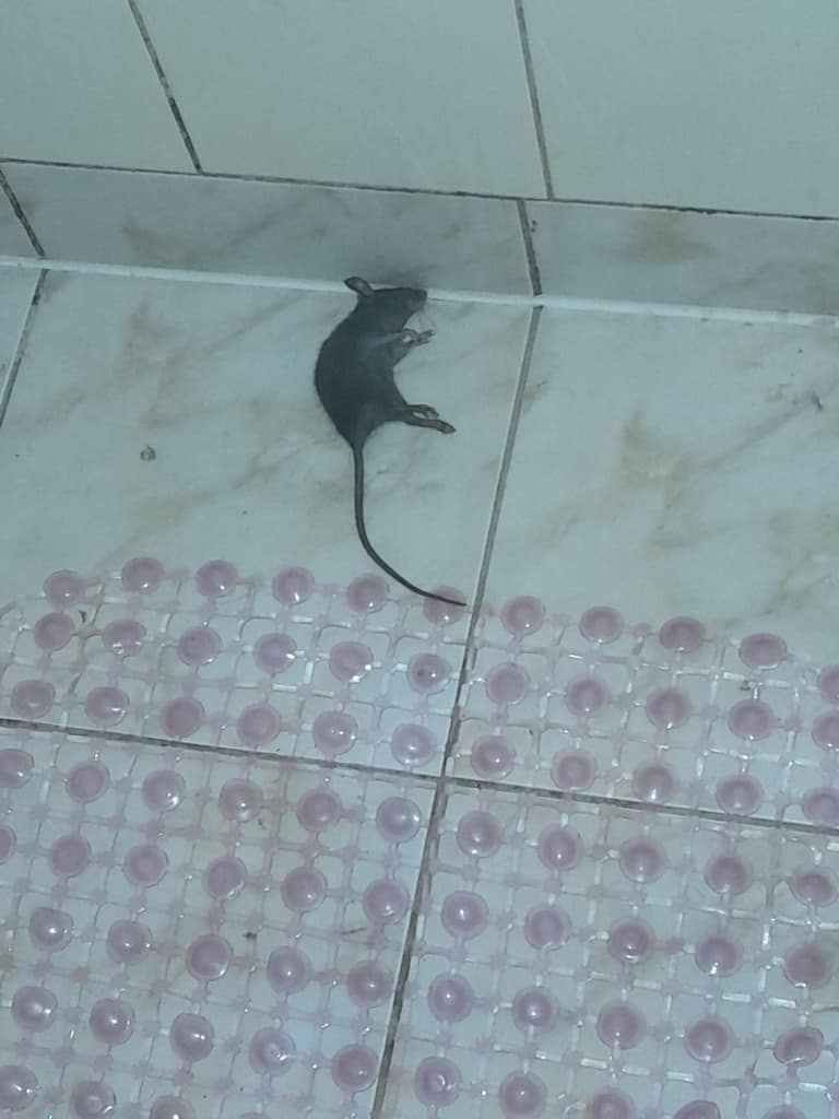 Meses conviviendo con las ratas: 50 domicilios de la Villa El Arrayán afectados por masiva plaga