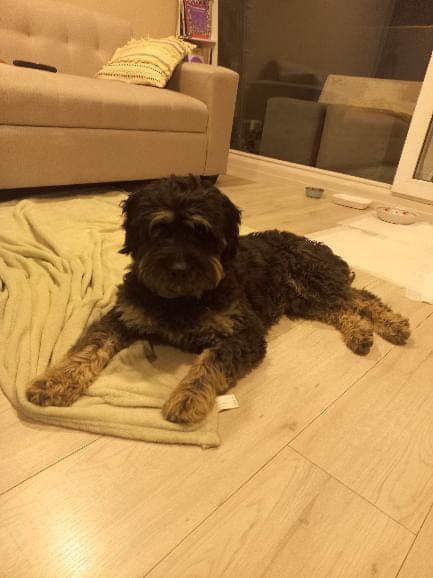 perrito perdido en maipu
