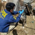 ¿Qué hacer en caso de ser testigo de maltrato animal? 1 pdi rescate maltrato animal