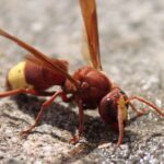 Advierten presencia del avispón oriental en diversas comunas: Maipú es una de ellas 1 avispón oriental
