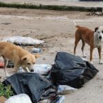 denuncias faenamiento