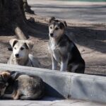 Faenamiento de perros en Maipú: la situación continúa sin respuesta 1 faenamiento de perros en maipú
