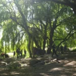 Biocorredor Mapocho El Trebal conmemorará el Día de la Educación Ambiental con actividad de limpieza en Maipú 1 Sauzal Mapocho El Trebal / Foto: Biocorredor Mapocho El Trebal.