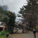 Se registra caída de árbol en Maipú tras fuertes vientos 1 caída de arbol