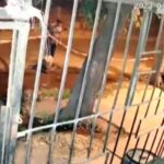 hombre atropellado maipu mientras reparaba hoyo